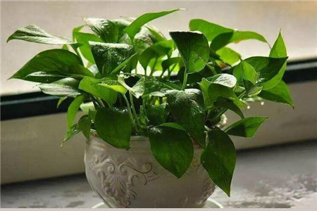 绿萝浇水浇根還是叶