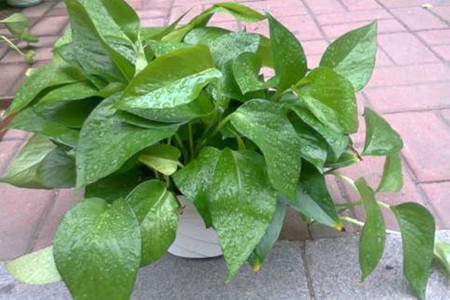 绿萝浇水浇根還是叶