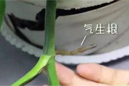 绿萝气根怎么扦插