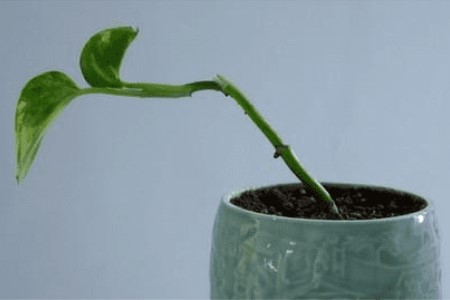 绿萝气根怎么扦插