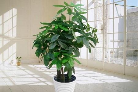 发财树主干为什么不粗