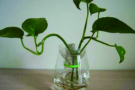 绿萝怎么扦插最好