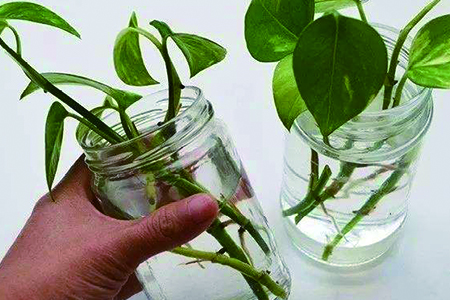 绿萝怎么扦插最好