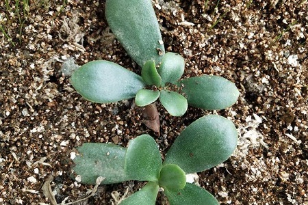 玉树扦插后怎么管理：多长浇水、怎么样快速生根