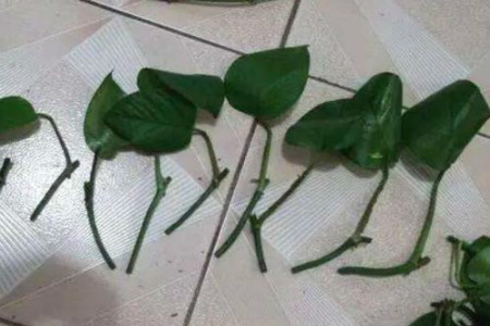 绿萝怎么扦插最好