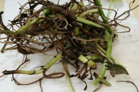 绿萝浇水多会怎么样