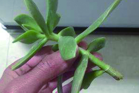 玉树扦插后怎么管理：多长浇水、怎么样快速生根