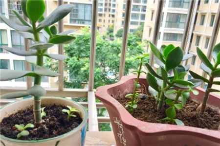 玉树什么时候（几月份）扦插最好，怎么扦插