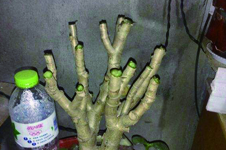 燕子掌怎么修剪：哪个季节修剪，怎么修成伞形