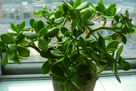 燕子掌怎么修剪：哪个季节修剪，怎么修成伞形