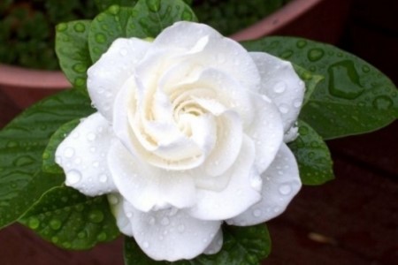 栀子花怎么种植护