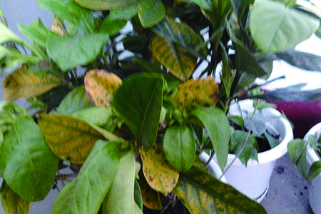 栀子花叶子发黄解决办法