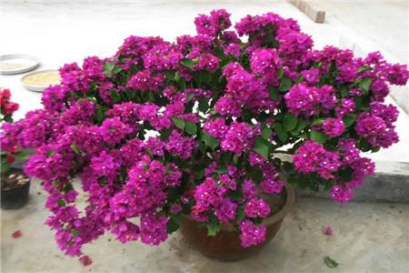 天竺葵不修剪会开花吗，开花后怎么修剪