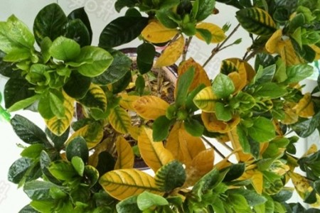 栀子花叶子发黄解决办法