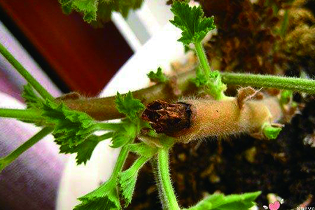 天竺葵夏天能修剪吗，怎么修剪