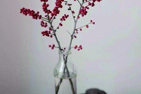 北美冬青直接插水养吗，可以养多长