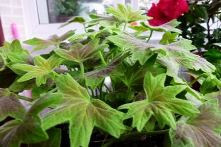 天竺葵夏天能修剪吗，怎么修剪