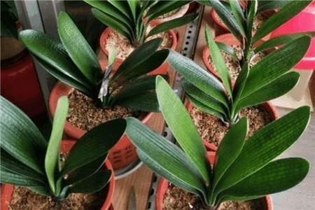 君子兰为什么不可以送人,开花有什么兆头