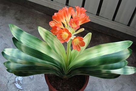 君子兰为什么不可以送人,开花有什么兆头