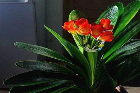 君子兰为什么不可以送人,开花有什么兆头