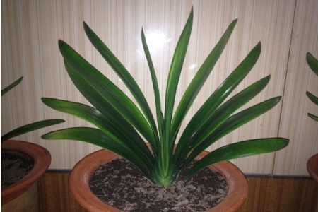 君子兰用普通土可以吗，什么土最养根