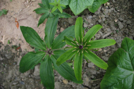 七叶一枝花价钱是多少钱