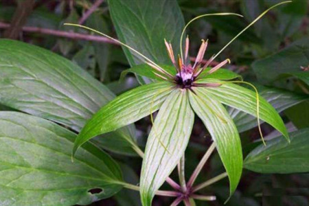 七叶一枝花价钱是多少钱