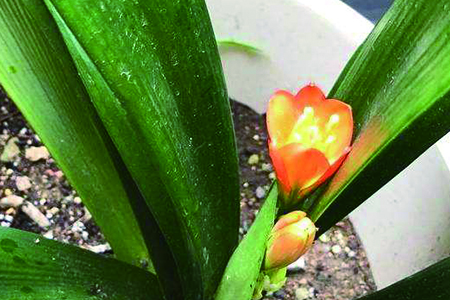 君子兰浇水需要浇透吗，良好办法是啥