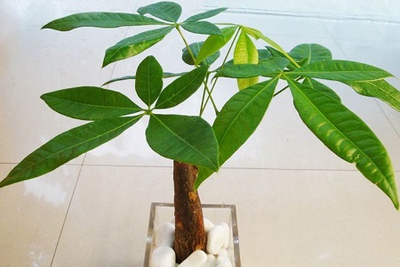 发财树叶子能修剪吗，叶子能晒太阳吗？