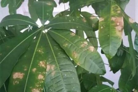 发财树叶子能修剪吗，叶子能晒太阳吗？