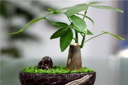 发财树叶子能修剪吗，叶子能晒太阳吗？