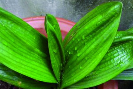 君子兰浇水需要浇透吗，良好办法是啥