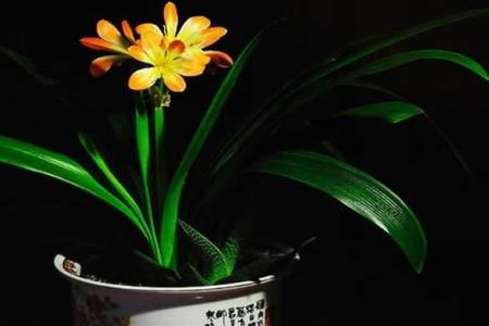 君子兰浇水需要浇透吗，良好办法是啥