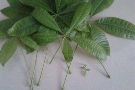 发财树怎么种植才长得好,叶子更绿更旺盛?