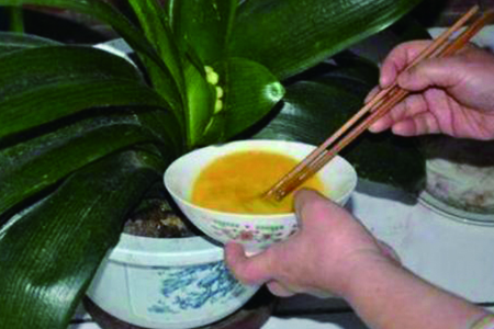 君子兰怎么样用鸡蛋施肥,用什么肥料最好