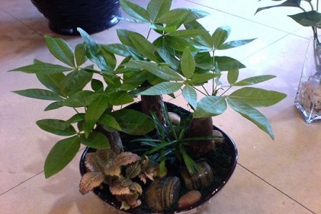 发财树怎么种植才长得好,叶子更绿更旺盛?