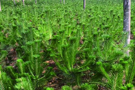 种松树要什么土壤