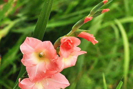 兰花怎么种植促发新芽，只有新芽才能开花吗？