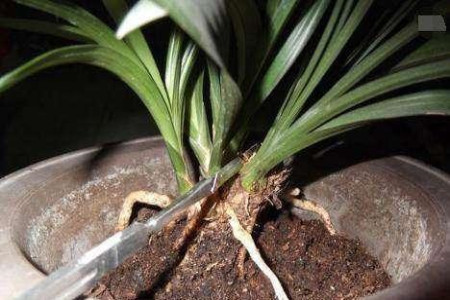 兰花怎么种植促发新芽，只有新芽才能开花吗？