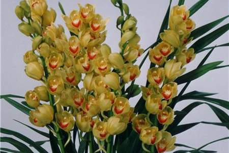 兰花怎么种植促发新芽，只有新芽才能开花吗？