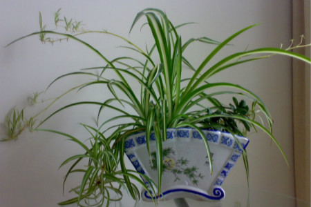 楼房室内养什么花好,小型卧室适合养啥花?