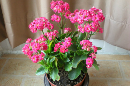 楼房室内养什么花好,小型卧室适合养啥花?