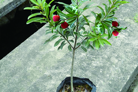 种杨梅树要什么土壤