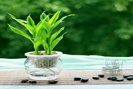 楼房室内养什么花好,小型卧室适合养啥花?