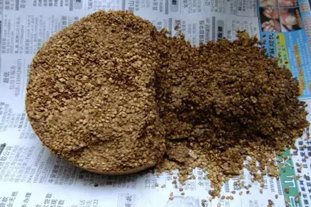 种杨梅树要什么土壤