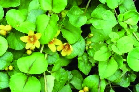 金钱草土培几天浇一次水