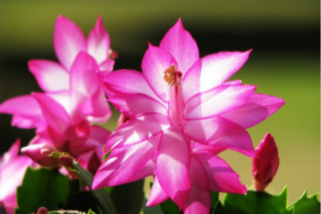 楼房室内养什么花好,小型卧室适合养啥花?