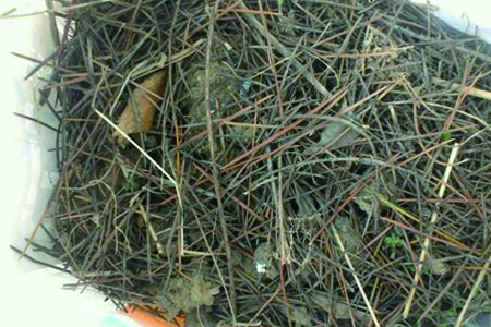 松针土适合养什么花