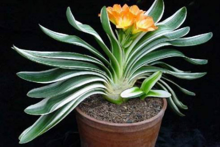 松针土适合养什么花