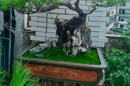 盆栽松树怎么上盆